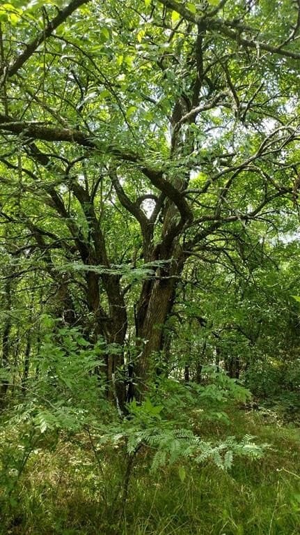 1.22 acres in Hunt County - photo 19