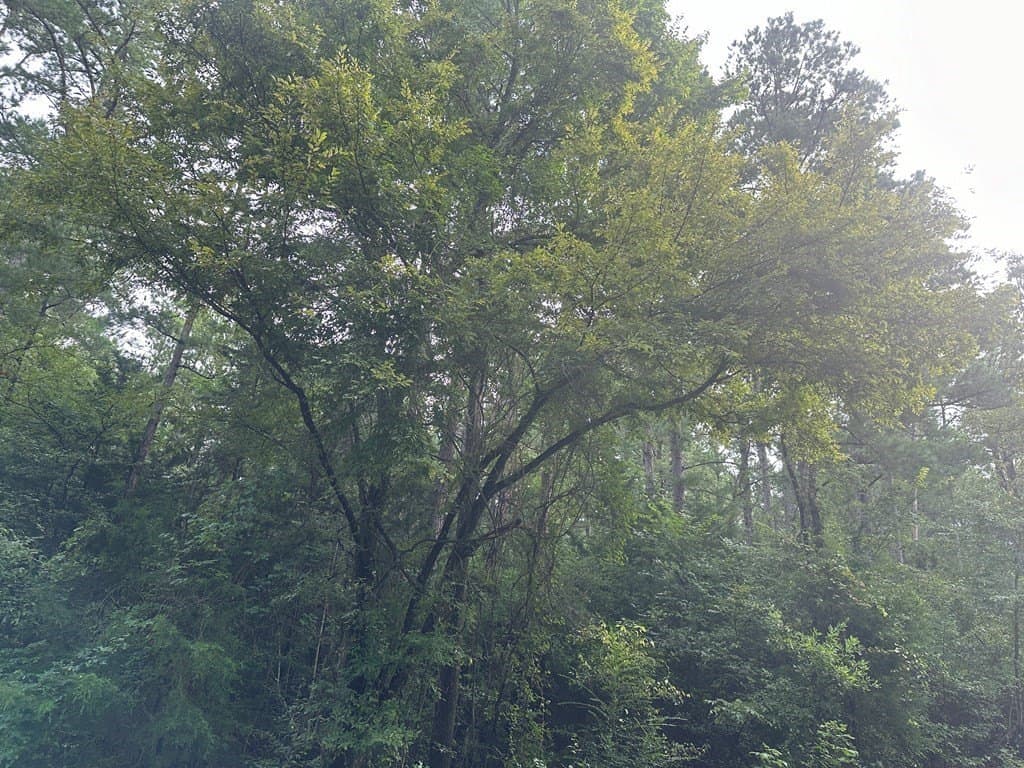 10.08 acres in Henderson County - photo 9
