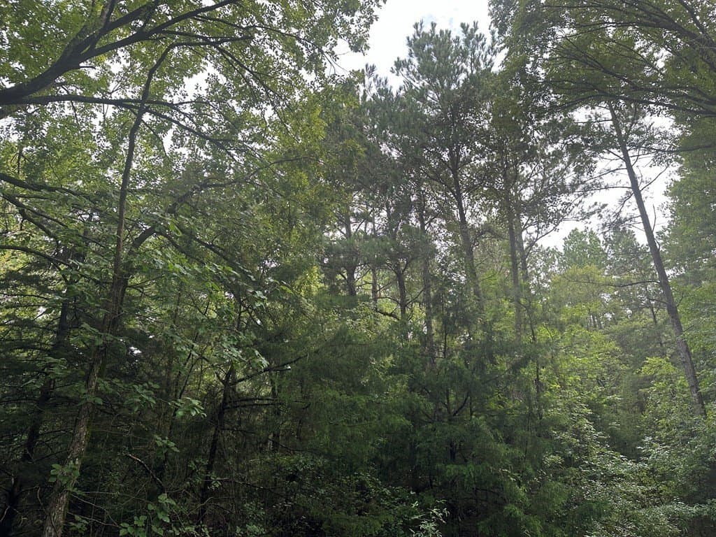 10.08 acres in Henderson County - photo 6