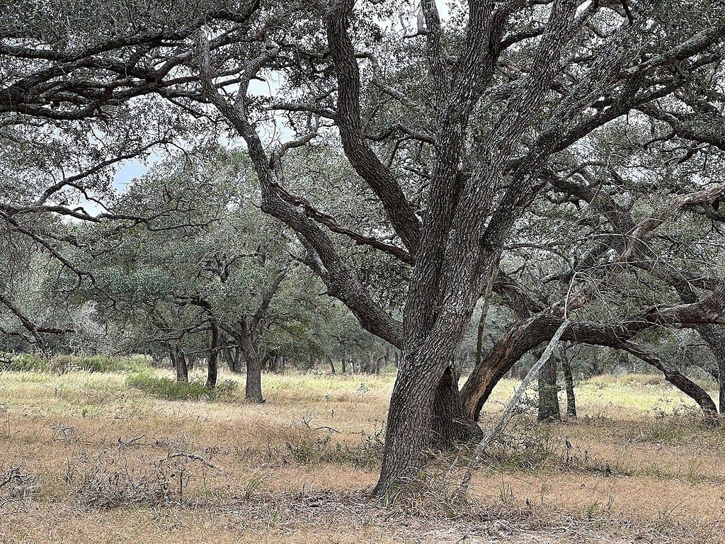 10 acres in Colorado County - photo 2