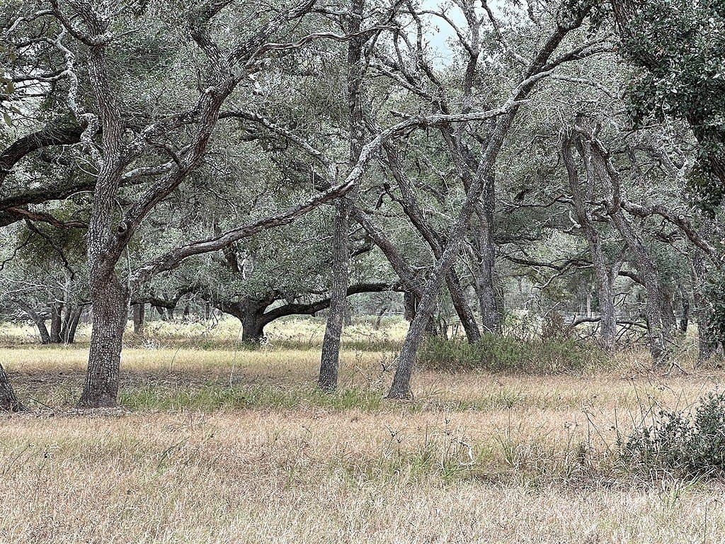 10 acres in Colorado County - photo 4