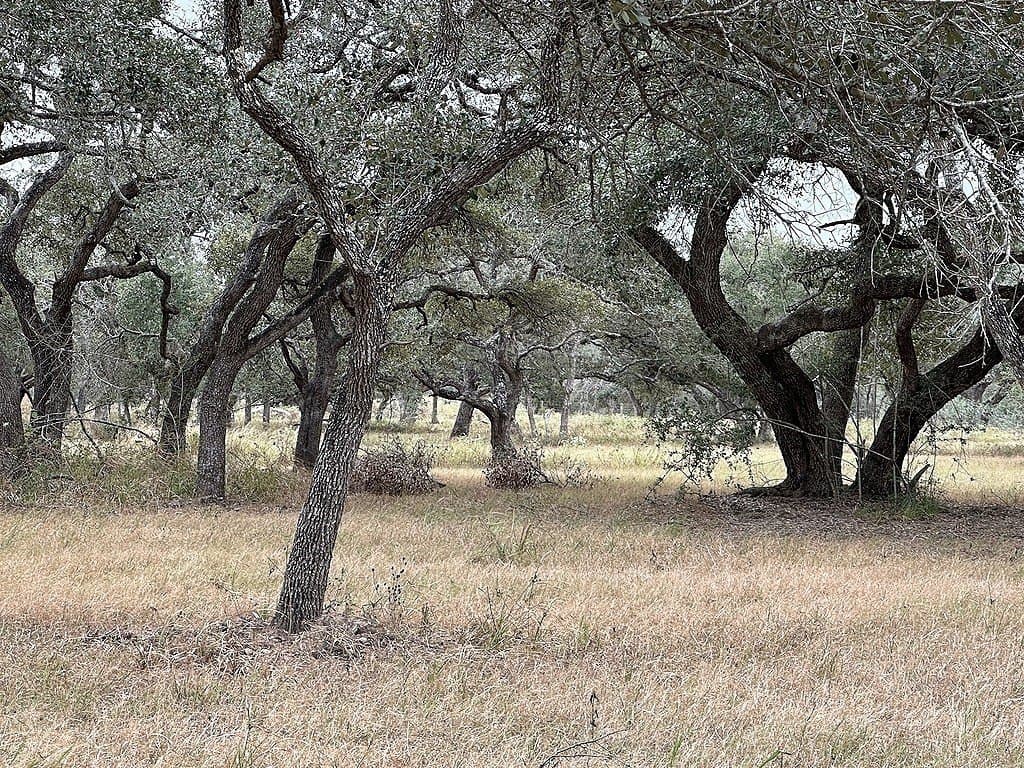 10 acres in Colorado County - photo 3