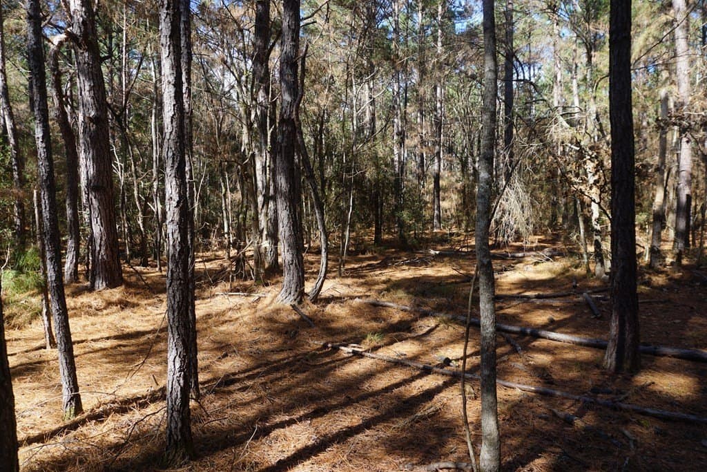 122.11 acres in ANDERSON County - photo 5