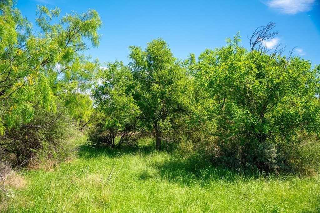 645 acres in Coke County - photo 43