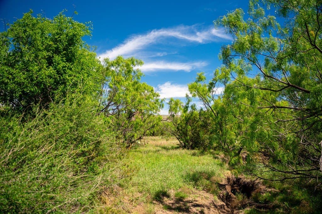 645 acres in Coke County - photo 41