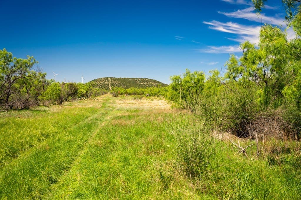 645 acres in Coke County - photo 46