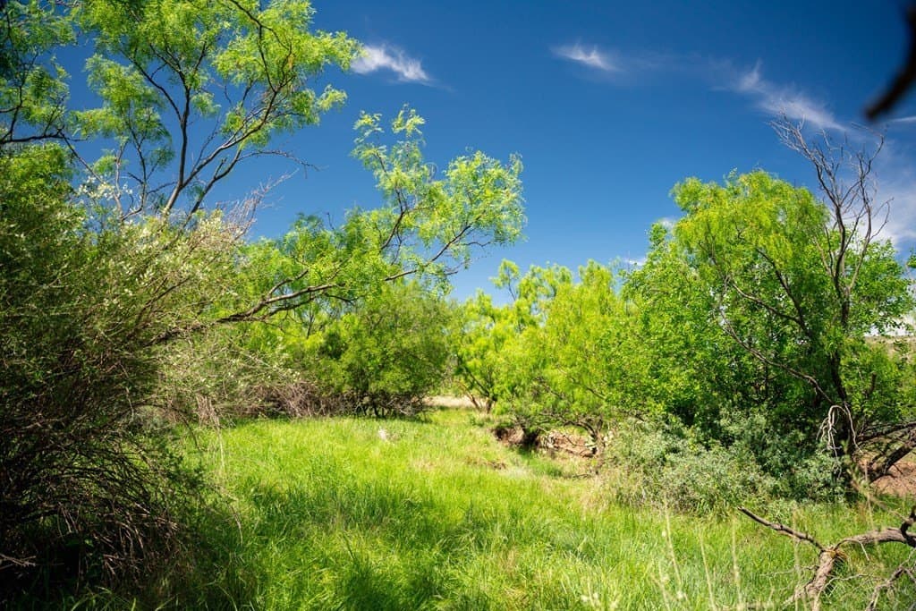 645 acres in Coke County - photo 45