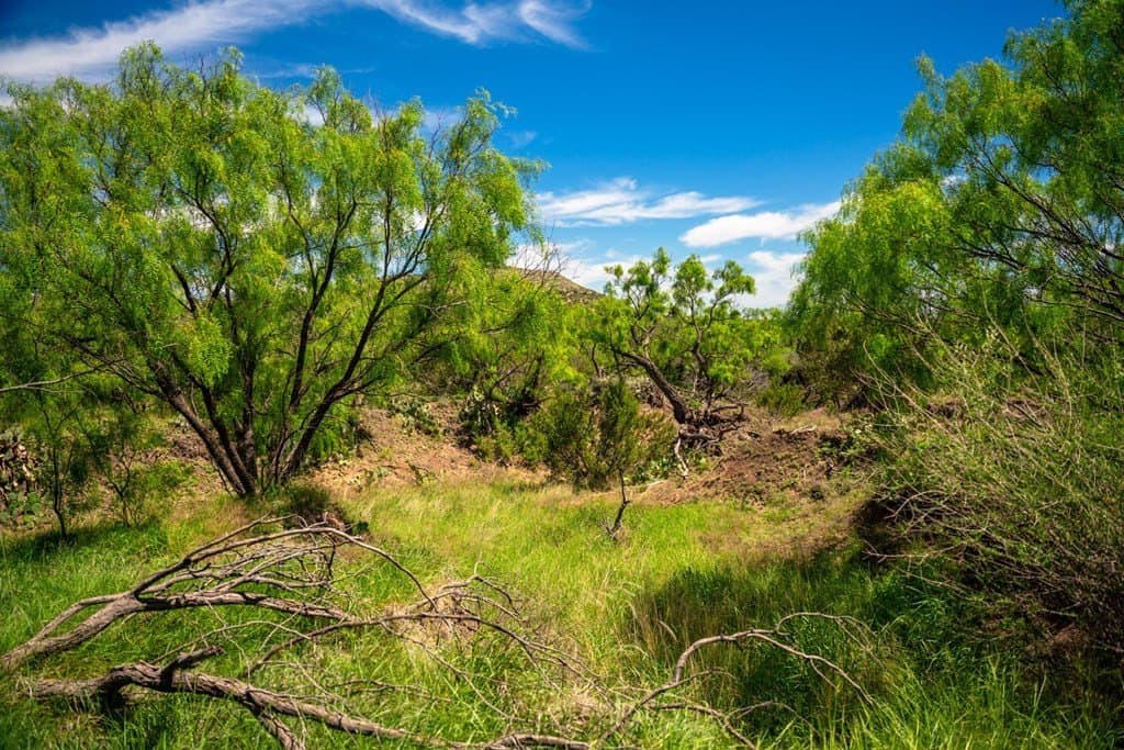 645 acres in Coke County - photo 44