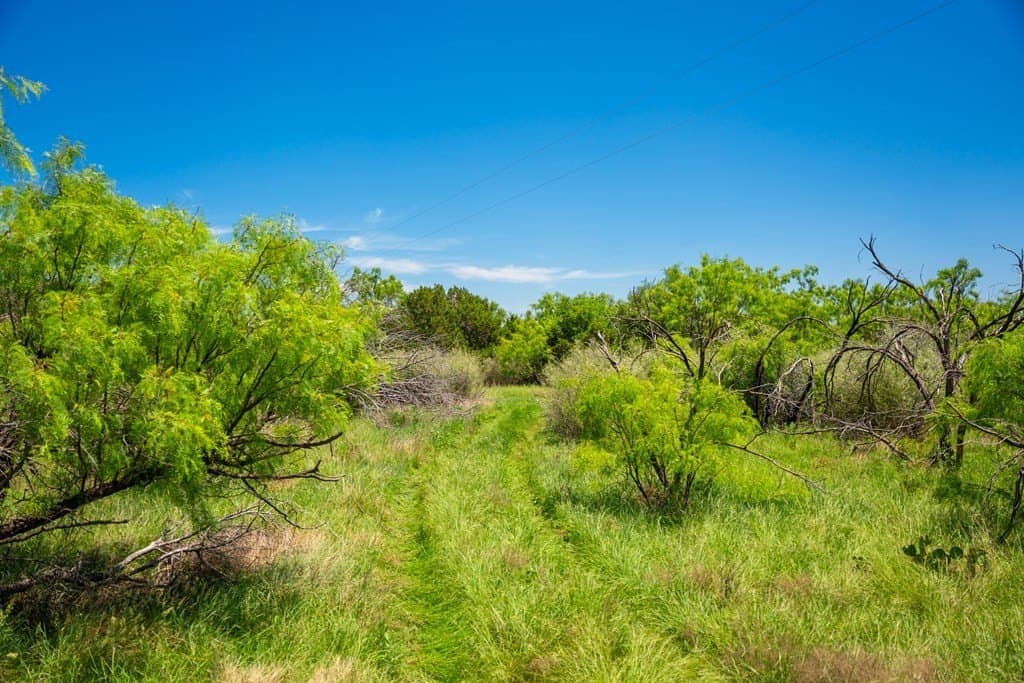 645 acres in Coke County - photo 73