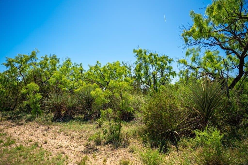 645 acres in Coke County - photo 36
