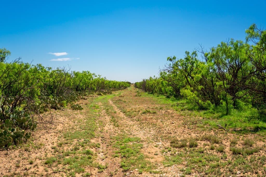 645 acres in Coke County - photo 37