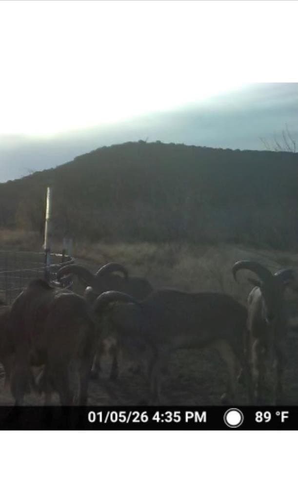 645 acres in Coke County - photo 88