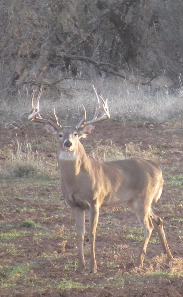 645 acres in Coke County - photo 89
