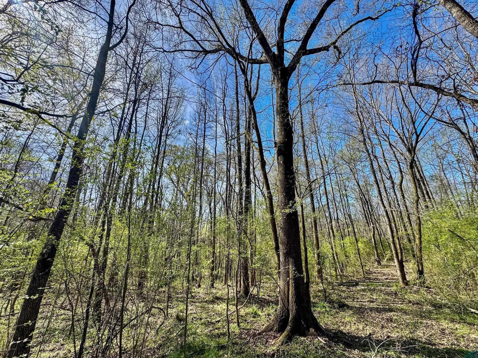 5.23 acres in Cass County - photo 10