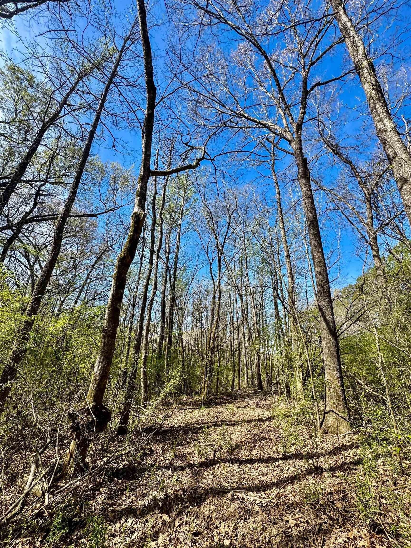 5.23 acres in Cass County - photo 11