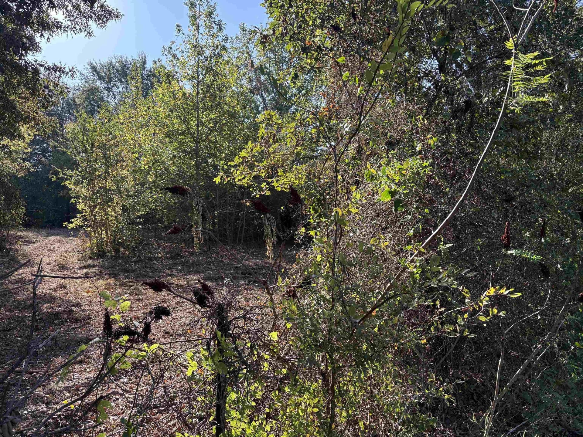 12 acres in Henderson County - photo 9