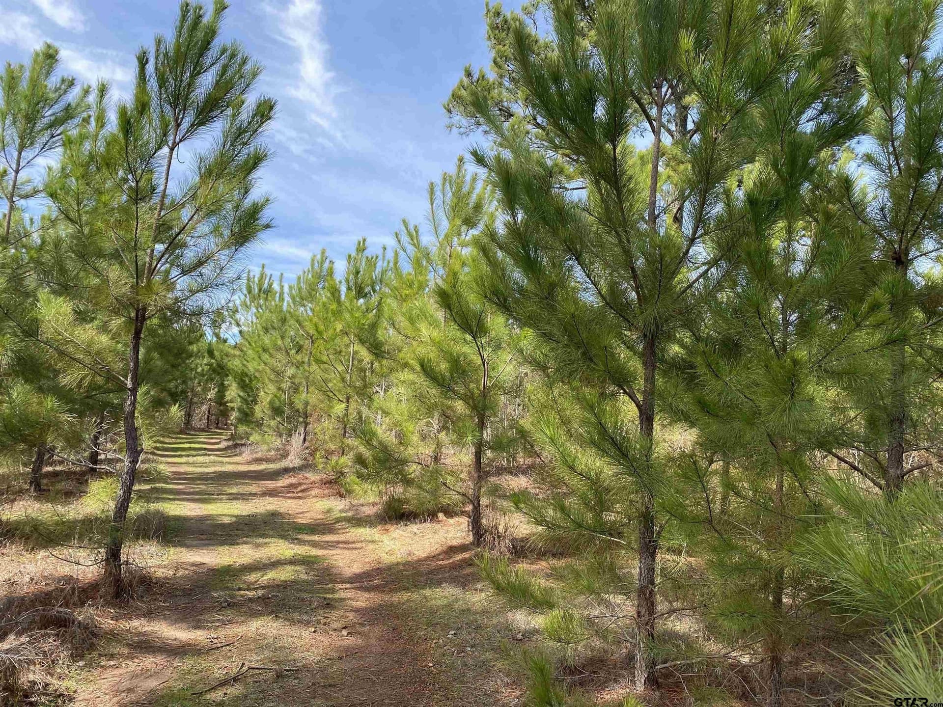 34.63 acres in Gregg County - photo 37