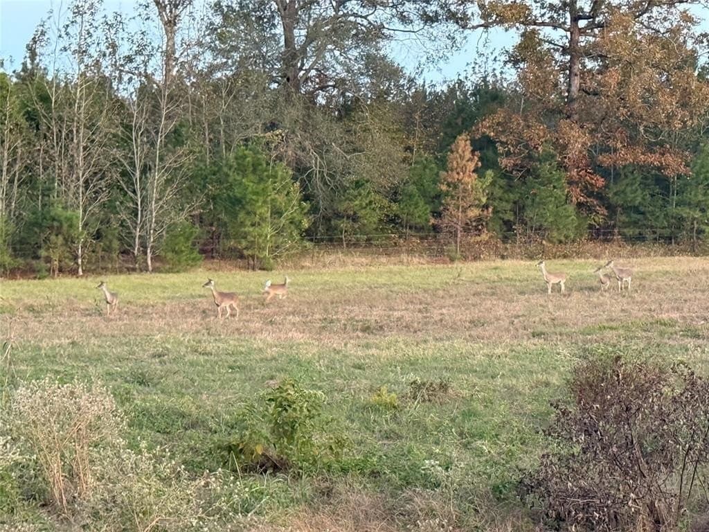 275 acres in Wood County - photo 16