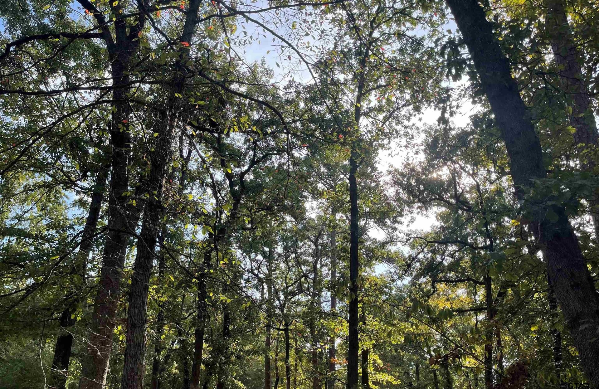 0.22 acres in Wood County - photo 5