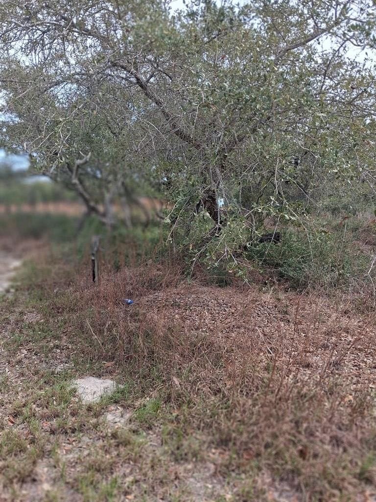 0 acres in Texas County - photo 6
