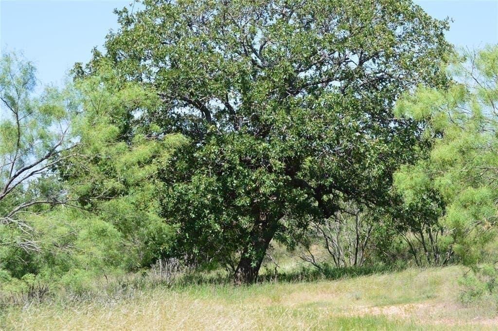92 acres in Eastland County - photo 5