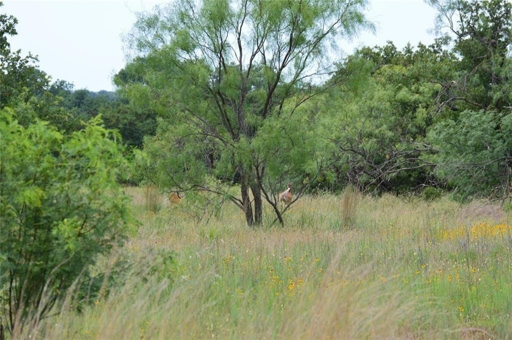 92 acres in Eastland County - photo 19