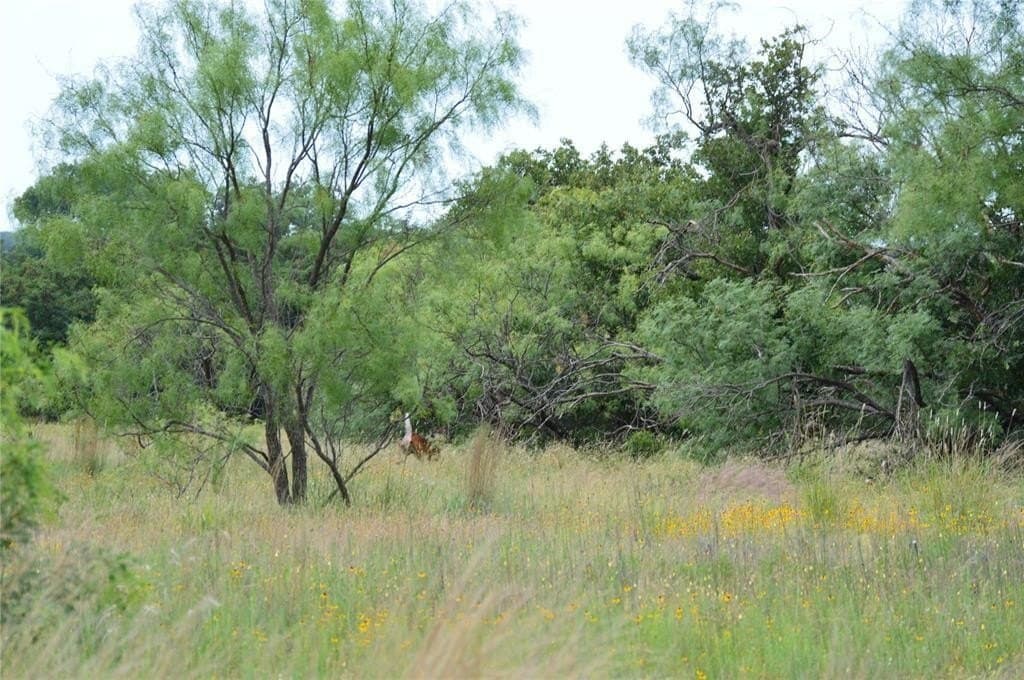 92 acres in Eastland County - photo 18