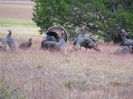 1.83 acres in Hill County - photo 9