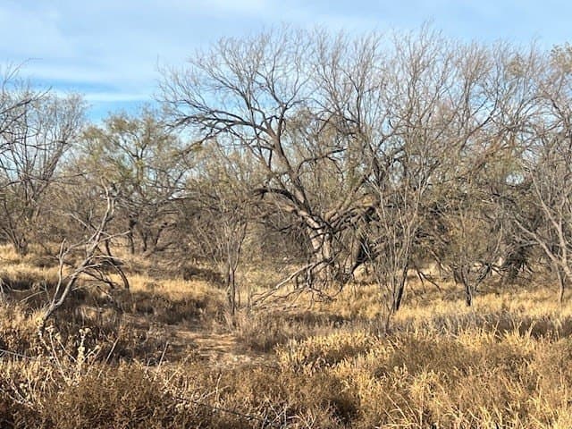 53.6 acres in Scurry County - photo 3