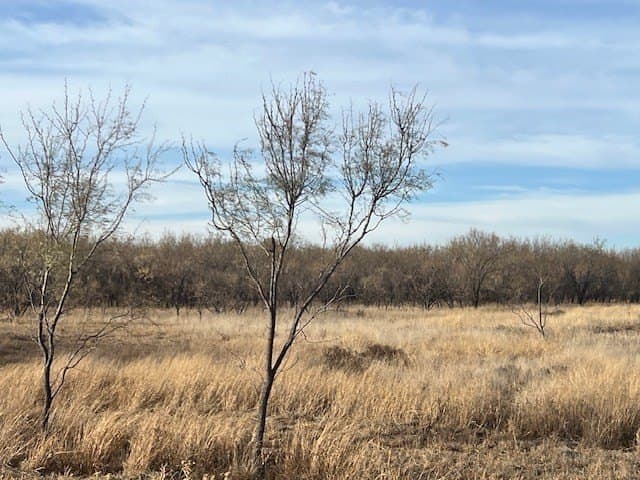 53.6 acres in Scurry County - photo 2