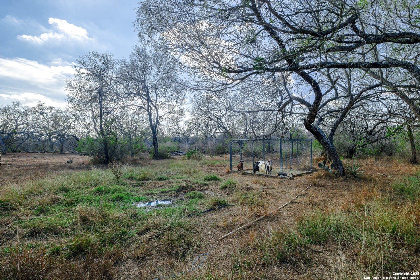 19.5 acres in Atascosa County - photo 4