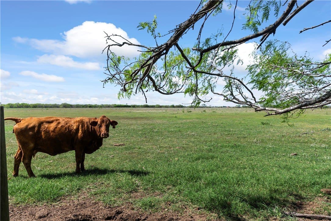 75 acres in Kleberg County - photo 7