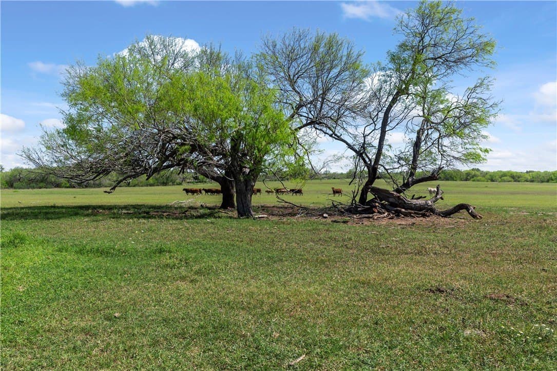 75 acres in Kleberg County - photo 3