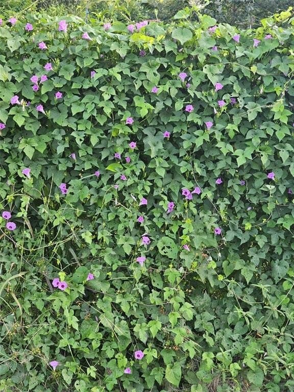 14 acres in Titus County - photo 38