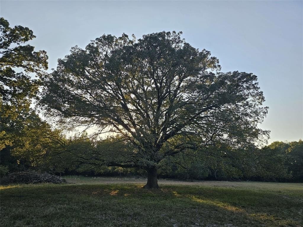 14 acres in Titus County - photo 33
