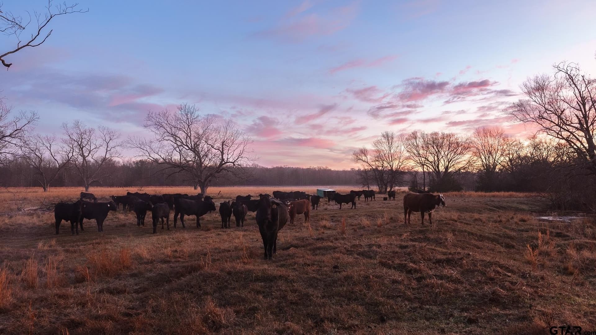 546.5 acres in Smith County - photo 7