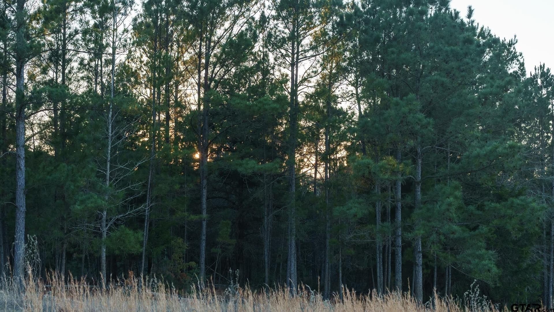 546.5 acres in Smith County - photo 37