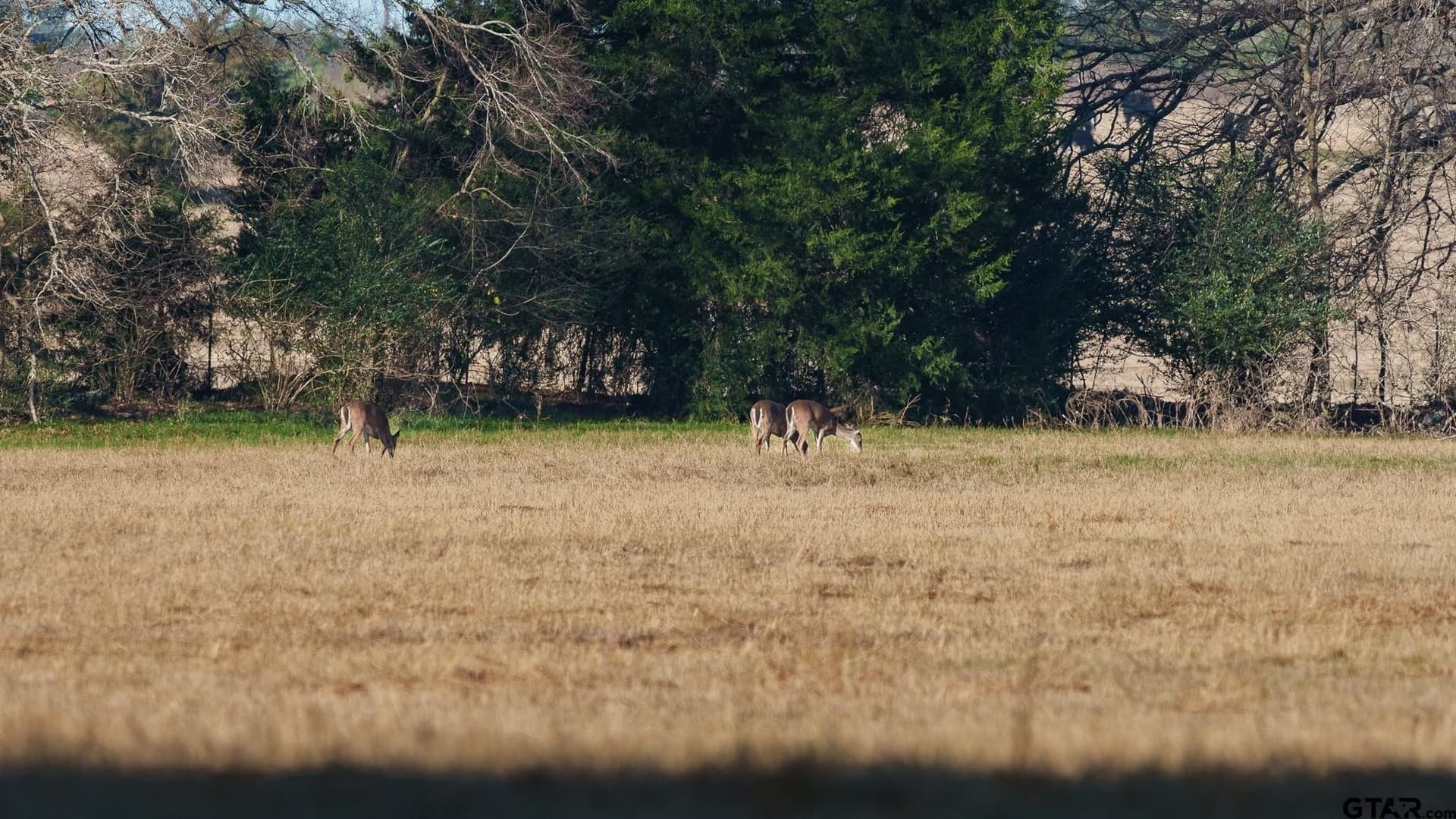 546.5 acres in Smith County - photo 28