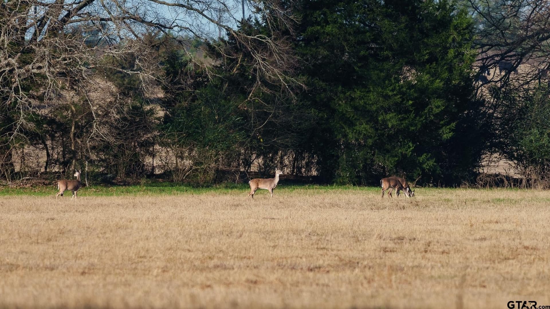 546.5 acres in Smith County - photo 29