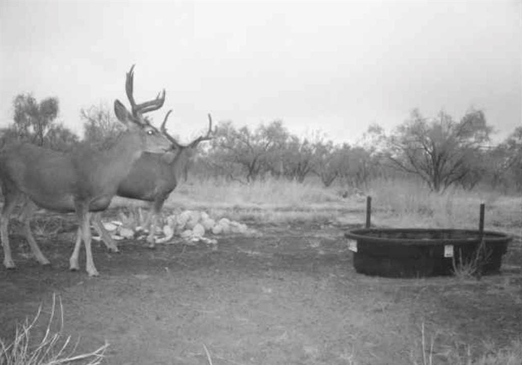 202.2 acres in Scurry County - photo 8