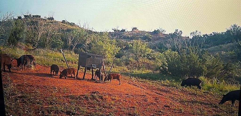 202.2 acres in Scurry County - photo 13