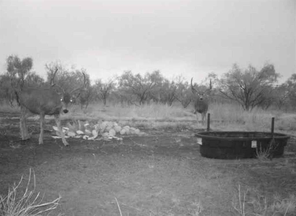 202.2 acres in Scurry County - photo 7