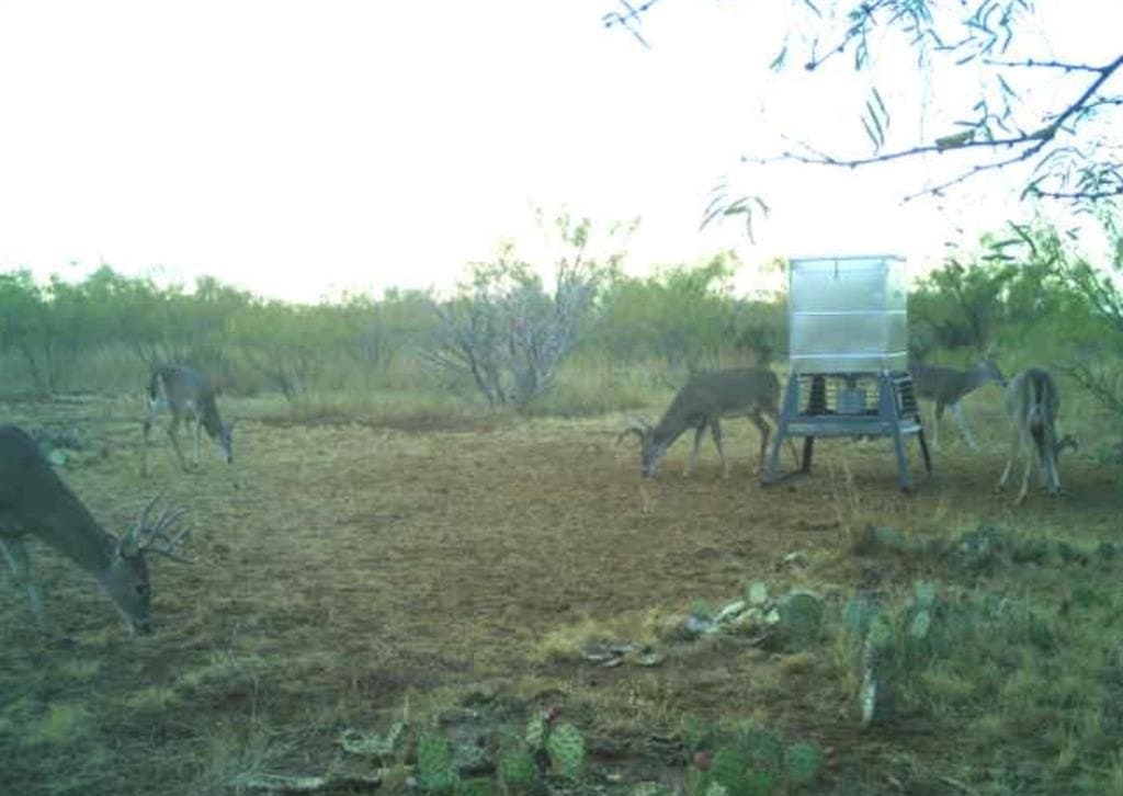 202.2 acres in Scurry County - photo 10
