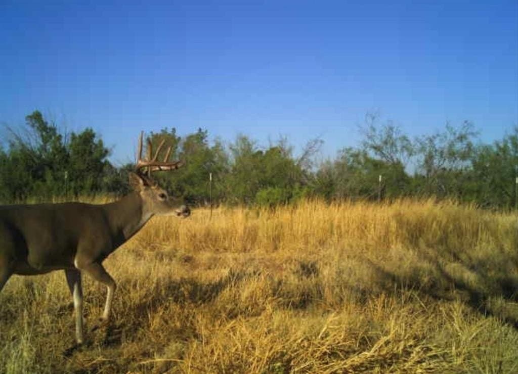 202.2 acres in Scurry County - photo 6