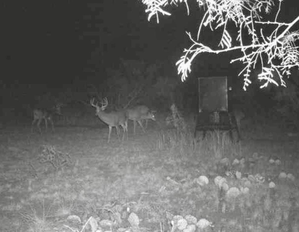 202.2 acres in Scurry County - photo 4
