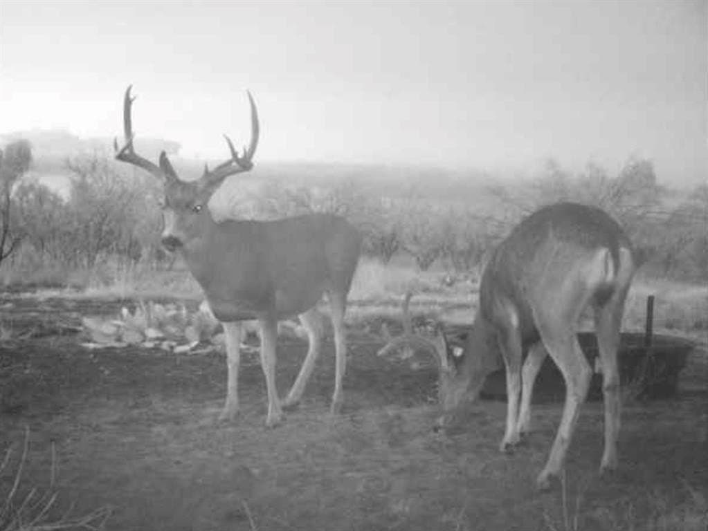 202.2 acres in Scurry County - photo 9