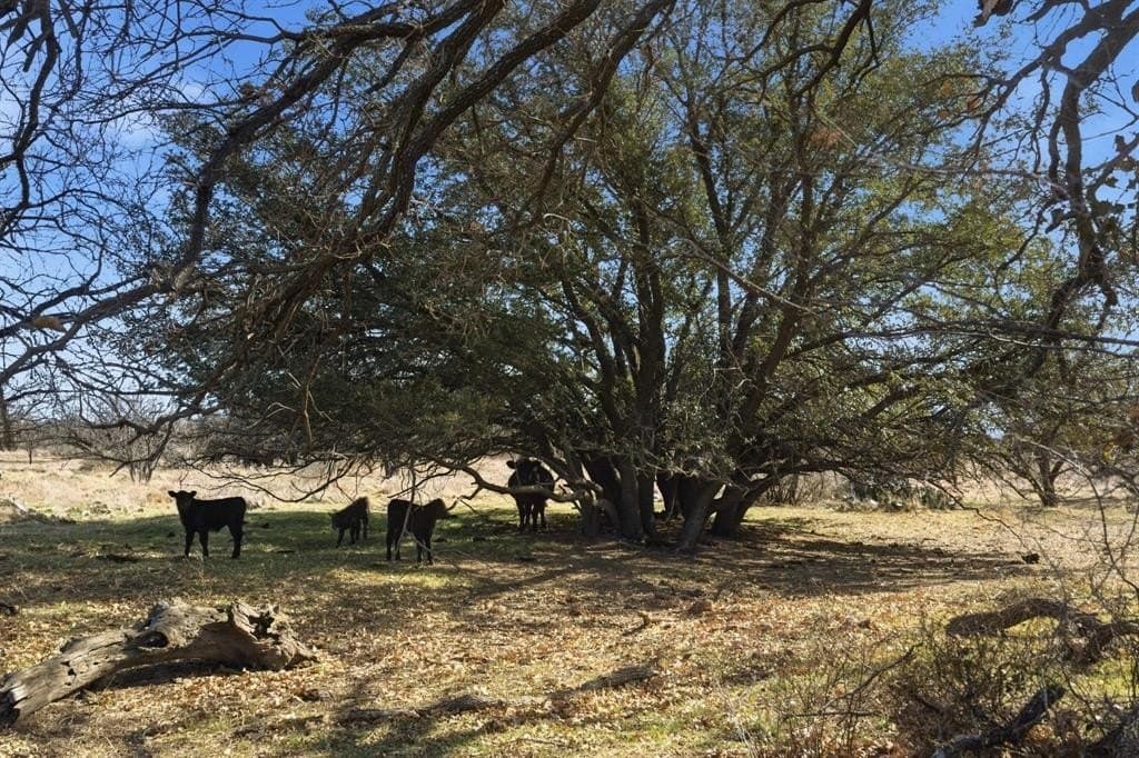 37 acres in Shackelford County - photo 6