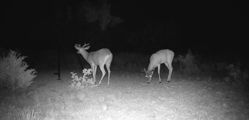 11 acres in Taylor County - photo 8