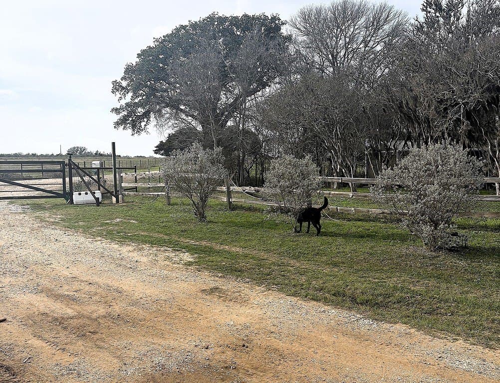 76.2 acres in Lavaca County - photo 11