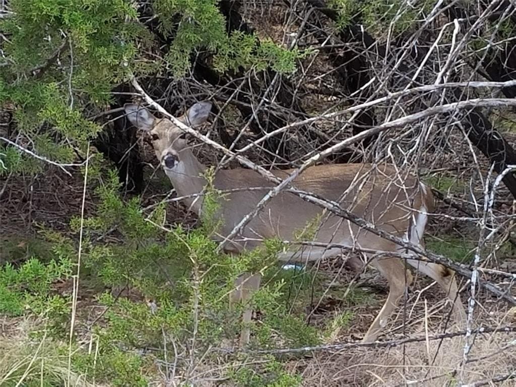 5.8 acres in Palo Pinto County - photo 21